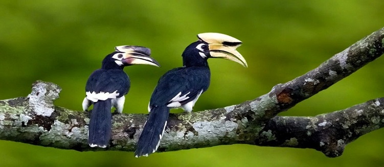 Northeast Bird Wacthing and Wildlife Tour